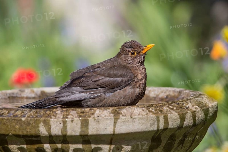 Common Blackbird (Turdus merula) female bathing, Wales, United Kingdom