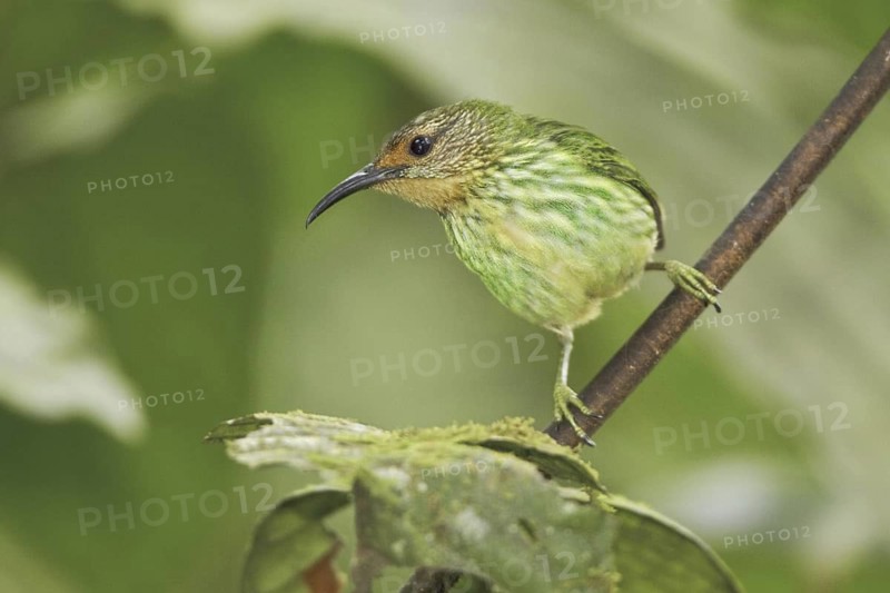 Purple Honeycreeper (Cyanerpes caeruleus) female