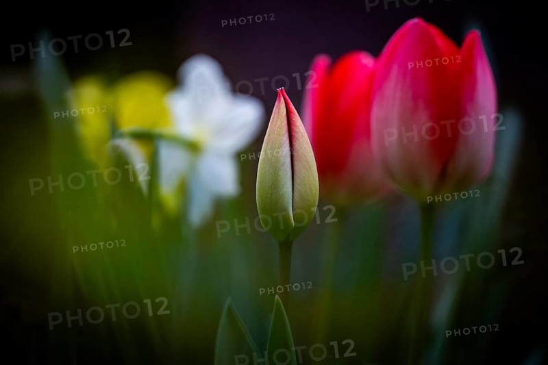 Tulip bud with pink tulips and daffodils already opened in the background, Germany