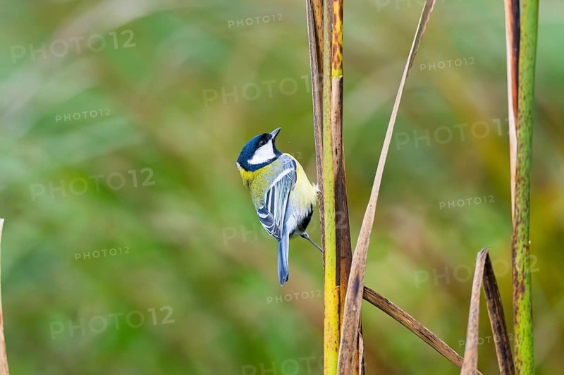 Great tit (Parus major) sitting on stem of a reed at a swamp, Bavaria, Germany