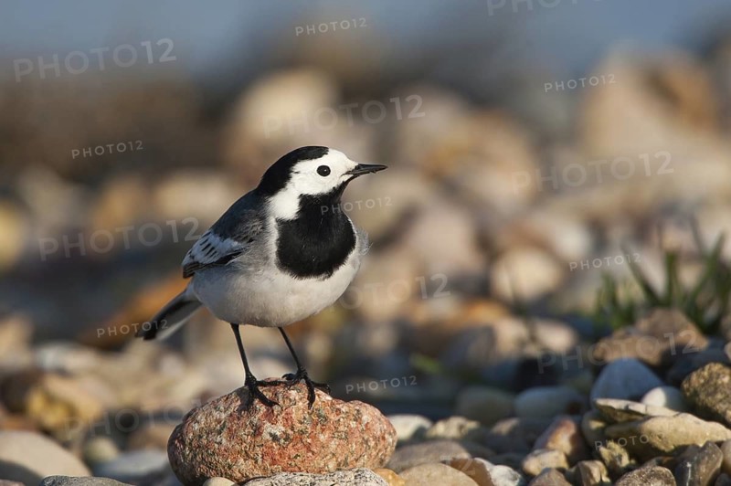 White Wagtail (Motacilla alba), Schleswig-Holstein, Germany