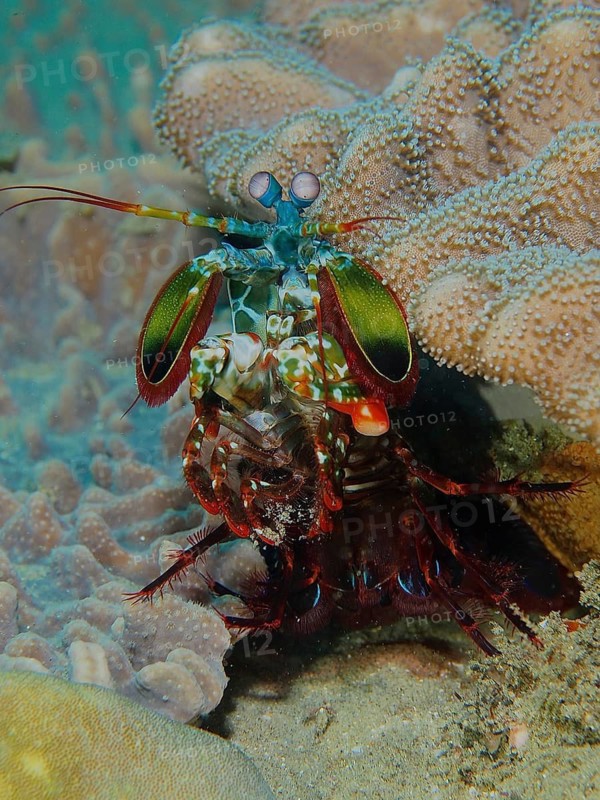 Clown mantis shrimp (Odontodactylus scyllarus)