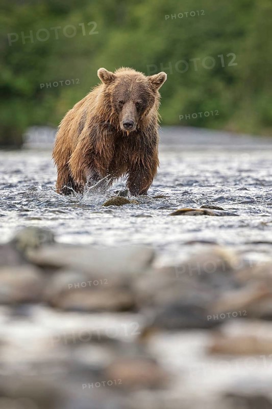 Grizzly Bear (Ursus arctos horribilis) hunting Pacific Salmon, British Columbia, Canada