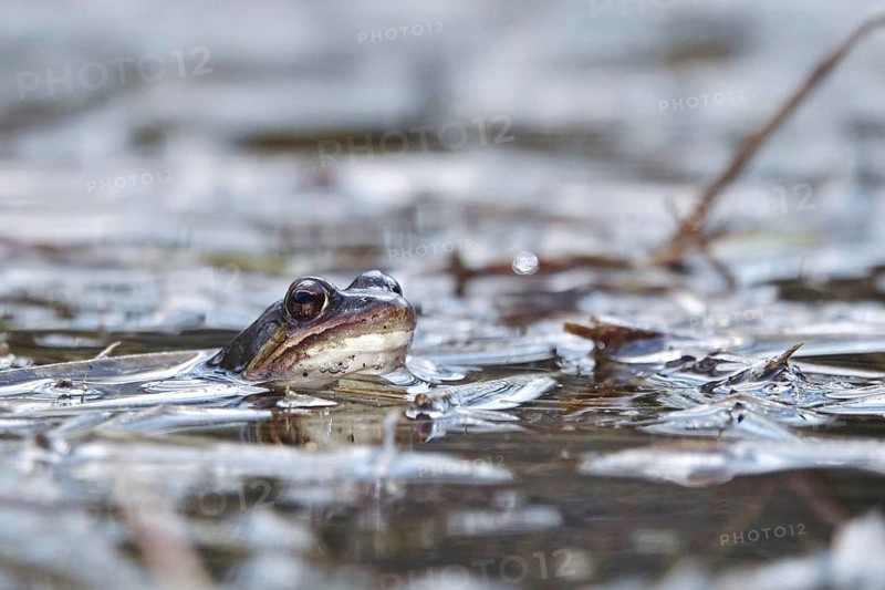 Common frog in a pond, Saxony, Germany