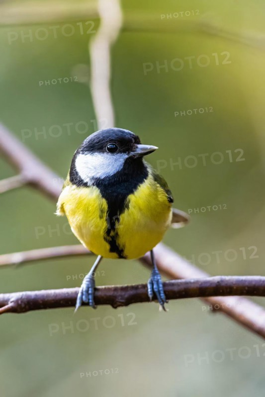 Great Tit, Parus major, bird in forest at winter sun