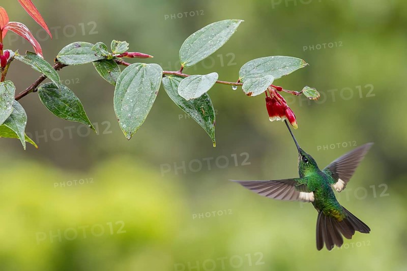 Buff-winged Starfrontlet (Coeligena lutetiae) flying while feeding at a flower in the Andes Mountains in Ecuador