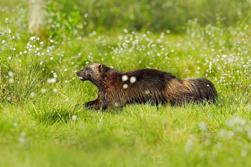 Running Wolverine in Finnish taiga. Wildlife scene from nature. Rare animal from north of Europe. Wild wolverine in summer cotton grass. Aninal behaviour in the habitat, Finland