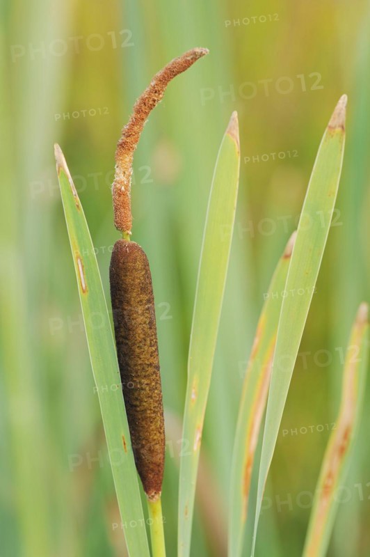 Broad-leaved bulrush (Typha latifolia), North Rhine-Westphalia, Germany