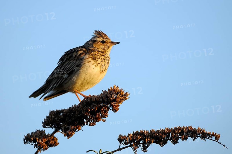Heidelerche (Lullula arborea), Woodlark, singendes Maennchen, morgens, Mai, Oberhausen, Ruhrgebiet, Nordrhein-Westfalen, Deutschland
