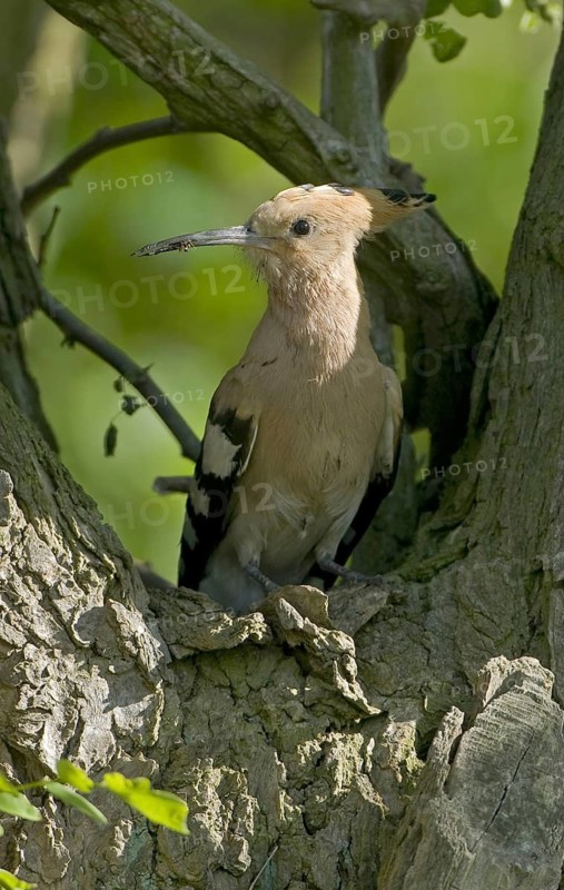 Eurasian Hoopoe (Upupa epops), Brandenburg, Germany