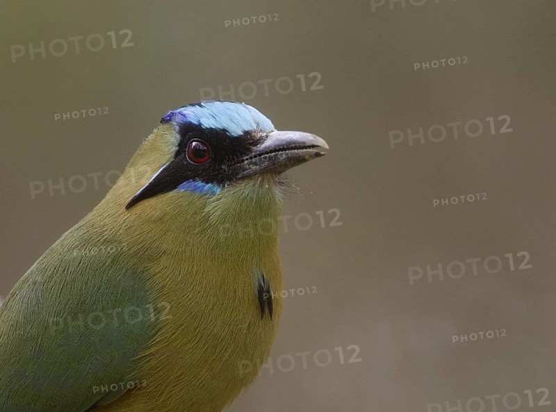 Whooping Motmot (Momotus subrufescens), Manabi, Ecuador