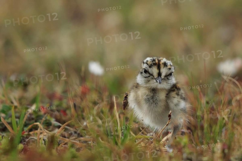 Eurasian Dotterel (Charadrius morinellus) chick, Dalarna, Sweden