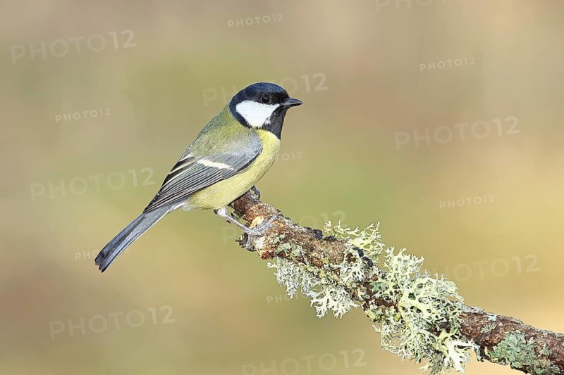 Great Tit (Parus major), sitting on a branch overgrown with moss and lichen, Wildlife, Animals, Birds, Tits, Wilnsdorf, North Rhine-Westphalia, Germany