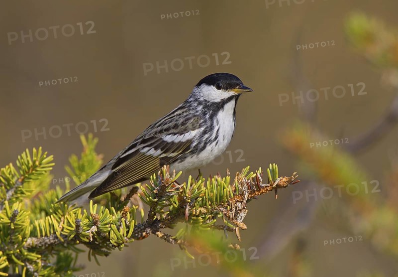 Canada, Manitoba, June, breeding male