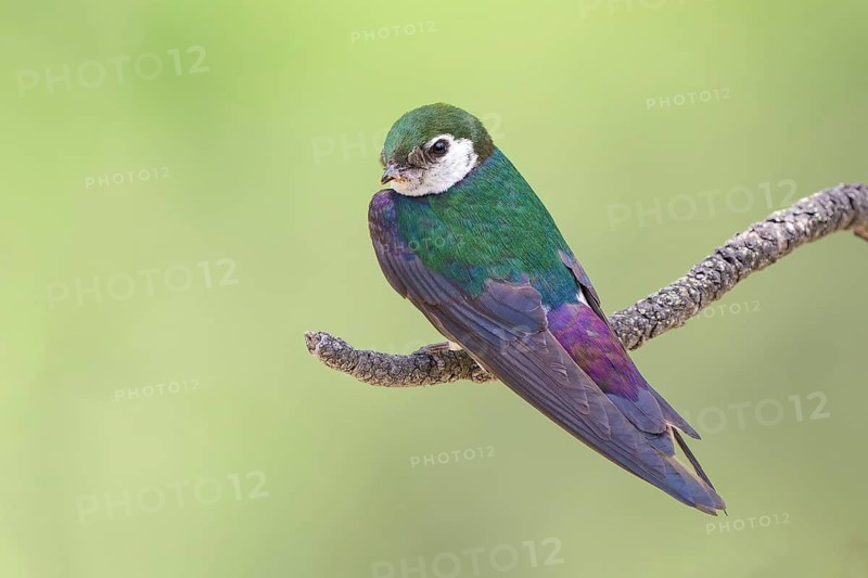 Tree Swallow (Tachycineta bicolor), Colorado, USA