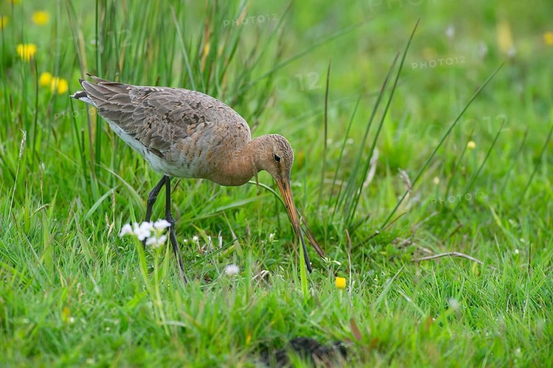 Black-tailed gown (Limosa limosa) looking for food in meadows, Lower Saxony, Germany