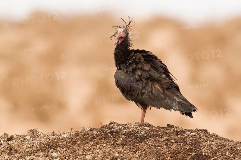 Northern Bald Ibis (Geronticus eremita), Morocco