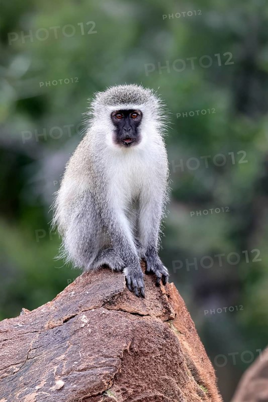 Vervet Monkey (Chlorocebus pygerythrus), adult, on rocks, alert, Mountain Zebra National Park, Eastern Cape, South Africa