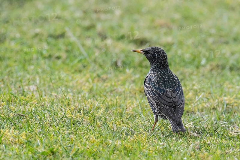 Starling (Sturnus vulgaris), Emsland, Lower Saxony, Germany