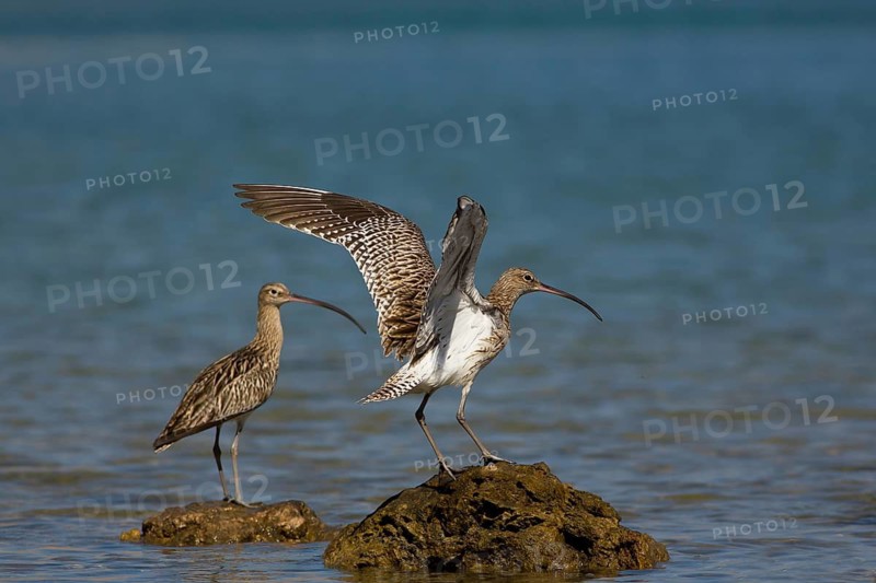 Eurasian Curlew (Numenius arquata) flapping, Oman