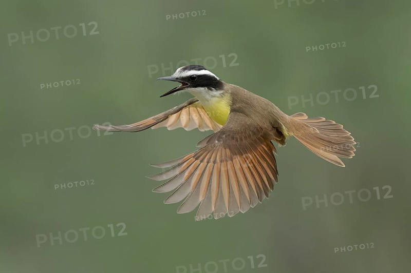 Great Kiskadee (Pitangus sulphuratus) calling in flight, Texas, USA