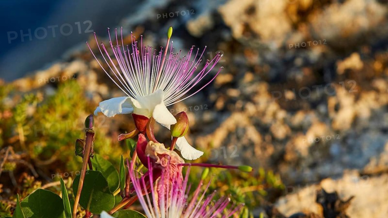 Caper flower (Flos capparis), White flower with pink stamens and rocky landscape in the background, morning light, Tsichli Babas islet, Navarino Bay, Pylos, Peloponnese, Greece