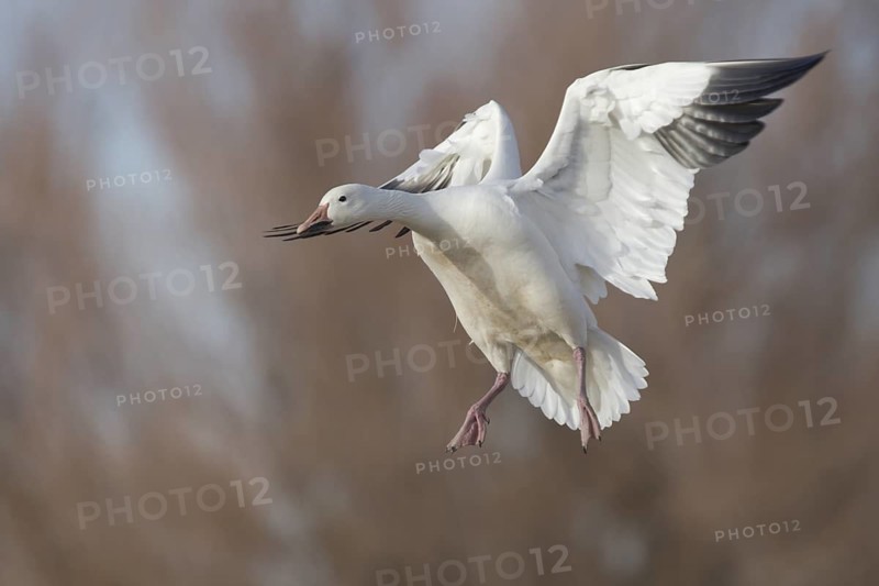 Snow Goose (Anser caerulescens) flying, New Mexico, USA