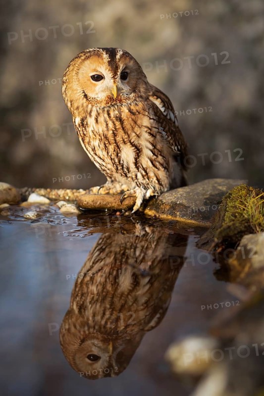 Tawny Owl (Strix aluco) captive, perched at a waterhole, Germany