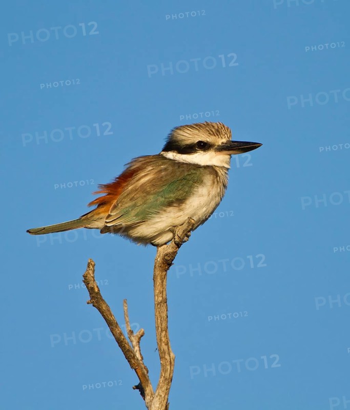 Red-backed Kingfisher (Todiramphus pyrrhopygius), New South Wales, Australia