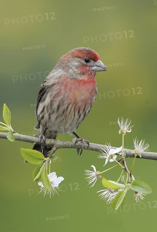 House Finch (Haemorhous mexicanus) male, British Columbia, Canada