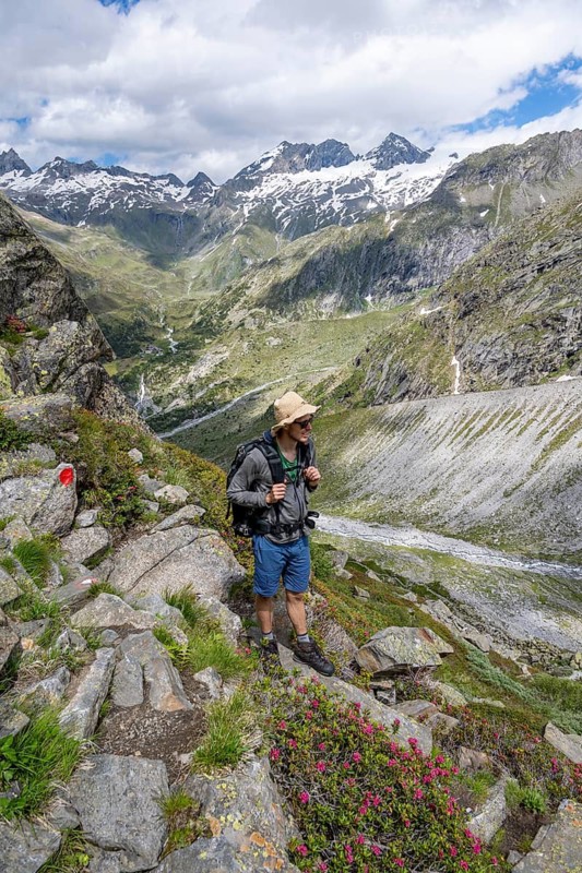 Mountaineer on hiking trail in front of picturesque mountain landscape with blooming alpine roses, rocky mountain peaks with snow, valley Zemmgrund with Zemmbach, mountain panorama with summit Großer Mörchner and Zsigmondyspitze, Berliner Höhenweg, Zillertal Alps, Tyrol, Austria