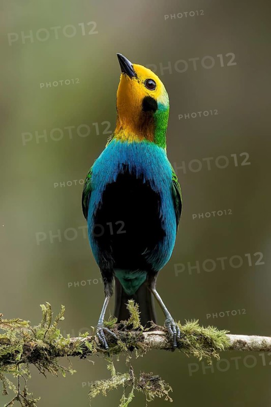 Multicolored Tanager (Chlorochrysa nitidissima) perched on a branch in Colombia, South America
