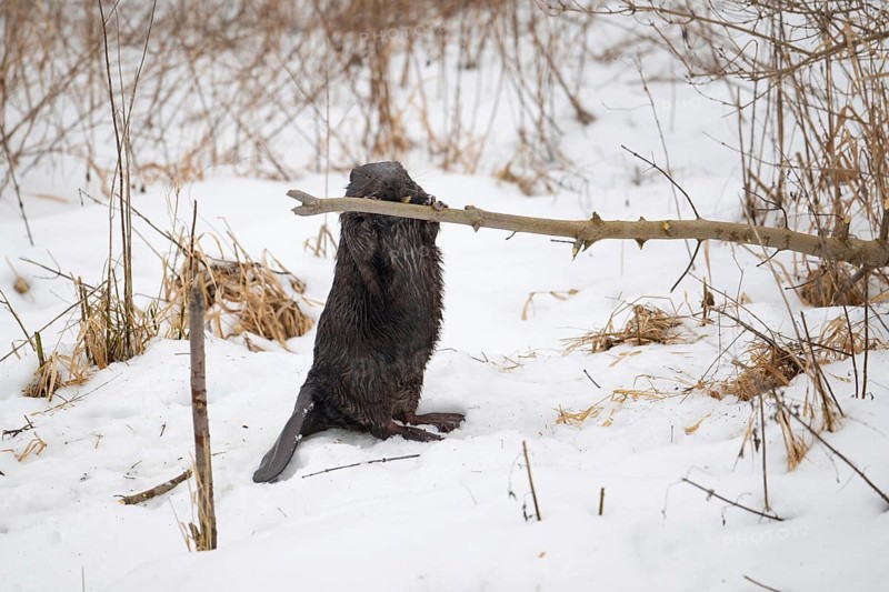 European beaver (Casor fibre), beaver standing upright and gnawing on a branch in winter, Tyrol, Austria