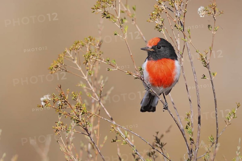 Red-capped Robin (Petroica goodenovii), Western Australia, Australia