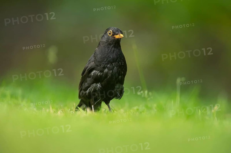 European blackbird (Turdus merula) adult male bird on a garden grass lawn in summer, Suffolk, England, United Kingdom