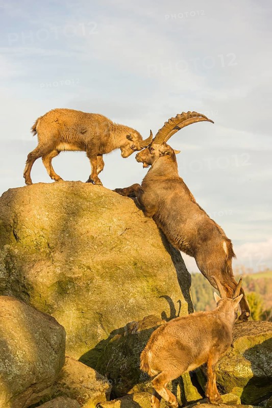Two ibex (Capra ibex), a male and a female, play on a rock in the last light of the day