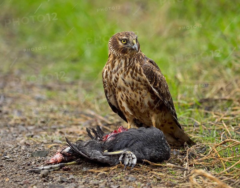 Northern Harrier (Circus cyaneus) eating American Coot (Fulica americana)