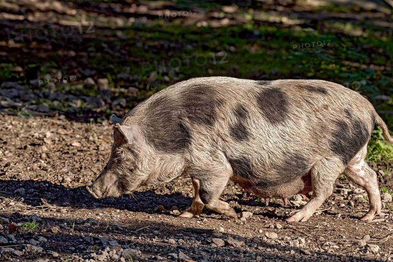 Pot-bellied pig (Sus scrofa f. domestica), female, sow, snuffling in dry stony ground, Poing Wildlife Park, Upper Bavaria, Bavaria, Germany