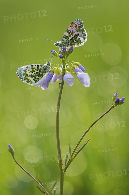 Orange Tip (Anthocharis cardamines) on Cuckoo Flower (Cardamine pratensis), Lower Saxony, Germany