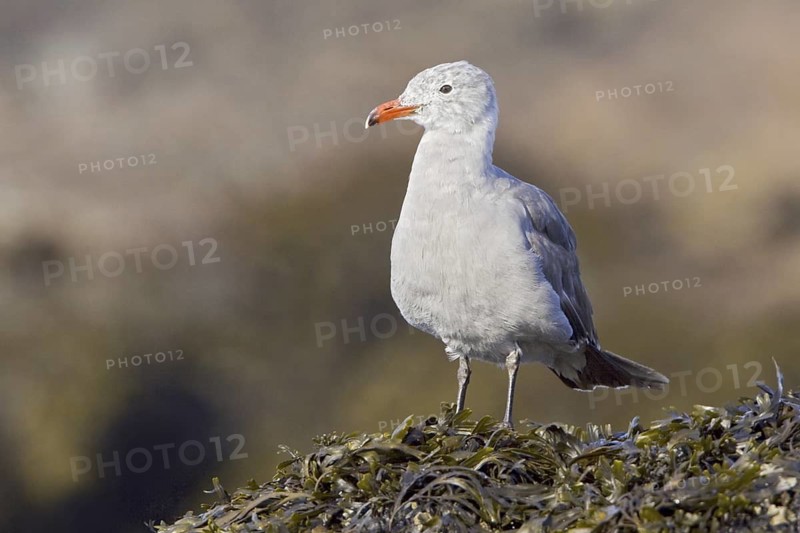 Heermann's Gull (Larus heermanni), British Columbia, Canada