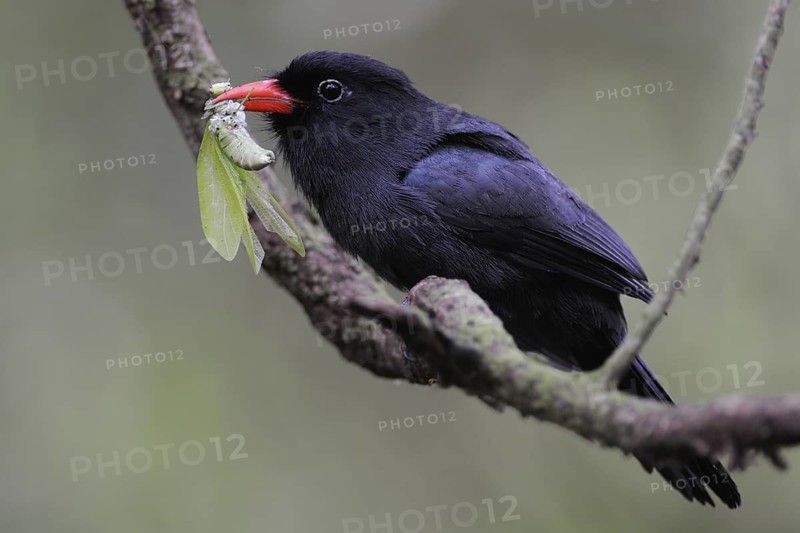 Black-fronted Nunbird (Monasa nigrifrons), Pantanal, Brazil