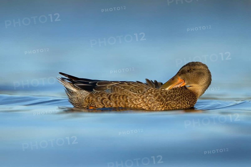 Northern Shoveler (Spatula clypeata) female, Utrecht, Netherlands