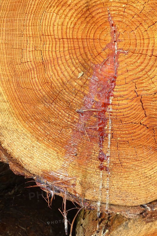 Red resin from tree Tree resin runs over annual rings on cut surface of freshly felled tree, Dülmener Wildpark, Dülmen, North Rhine-Westphalia, Germany