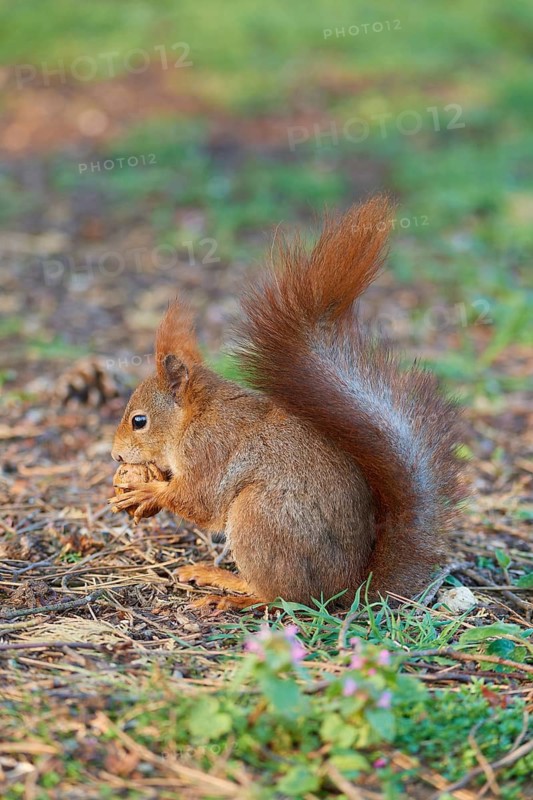 Red Squirrel (Sciurus vulgaris), in park at spring