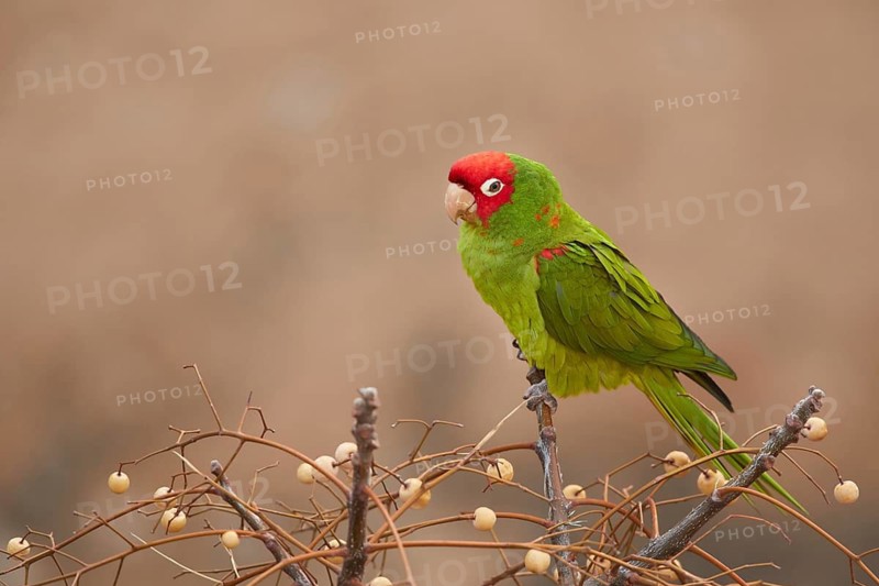 Red-masked Parakeet (Psittacara erythrogenys), Spain