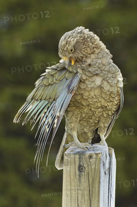 Kea (Nestor notabilis), New Zealand
