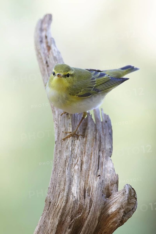 Wood Warbler (Phylloscopus sibilatrix) singing, Gwynedd, United Kingdom