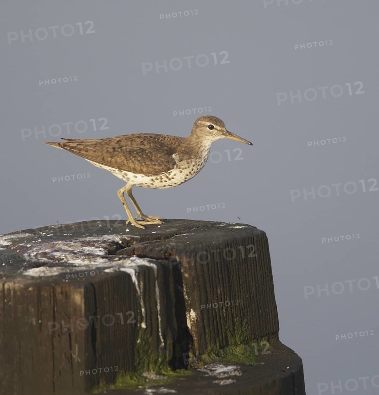 Spotted Sandpiper (Actitis macularius), New Jersey, USA