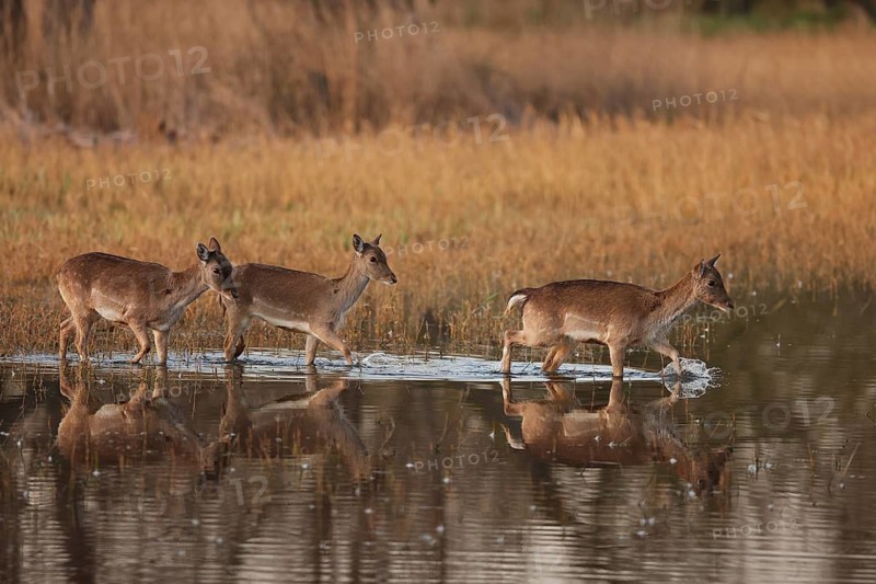 A family of fallow deer elegantly crossing a calm water stream, with their reflections mirroring in the water, set against a backdrop of golden grass under soft sunlight in wetland of the Emporda