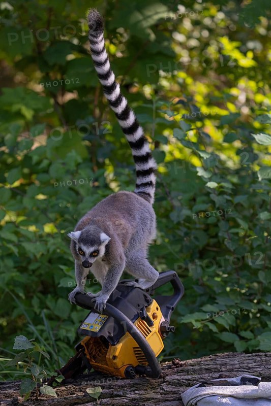 One ring-tailed lemur (Lemur catta) with a chainsaw on a log. A green forest in the background